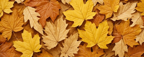 Autumn Leaves Collage Representing Seasonal Change.Close-up of a densely packed array of autumn leaves in various shades of yellow, orange, and red, highlighting the rich colors of the fall season.