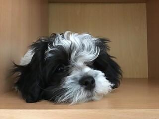 small puppy on a simple background. A black and white puppy sits on a striped background and looks...