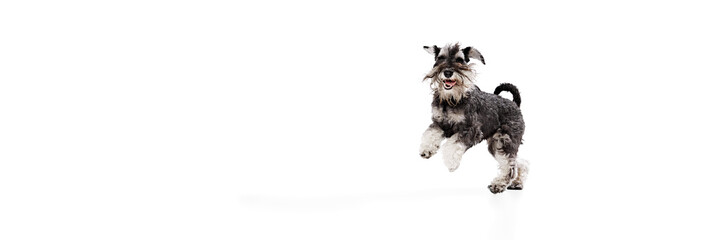 Banner. Schnauzer jumping of happy and joyful against white studio background with negative space...