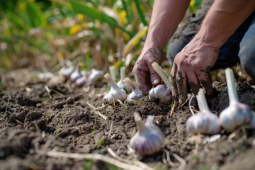 Fototapeta premium Garlic Planting: Farmer's Hands at Work in Vegetable Garden. Spring Gardening Concept