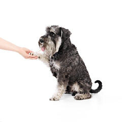 Friendly black and silver Schnauzer offers its paw for handshake against white studio background. Dog looks happy. Concept of animals, domestic life, friendship and love, pet lovers.