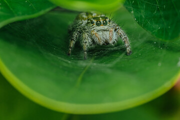 Jumping spider on green leaf.