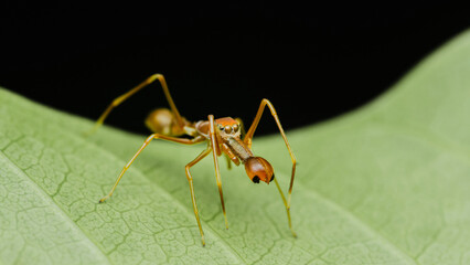 Red weaver-ant mimicking Jumper spider on green leaf.