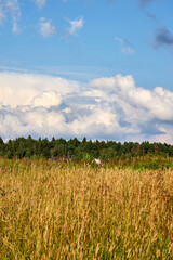 panoramic view of a summer field with grasses, blue sky with lacy white clouds