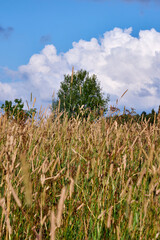 view of blue sky with white clouds on a summer field with wildflowers and grasses