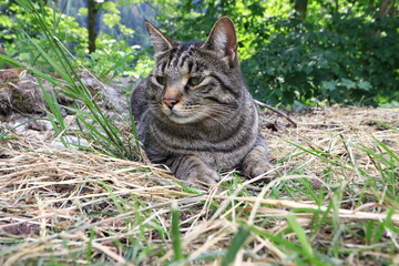 portrait of wild cat in the grass