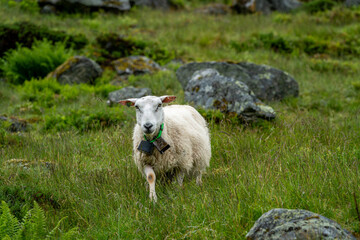 Obraz premium sheeps on the Isfjorden trail in the mountains of Andalsnes Norway in summer fog
