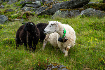 sheeps on the Isfjorden trail in the mountains of Andalsnes Norway in summer fog