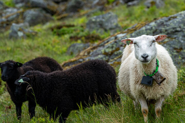 Fototapeta premium sheeps on the Isfjorden trail in the mountains of Andalsnes Norway in summer fog