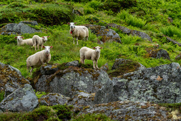 sheeps on the Isfjorden trail in the mountains of Andalsnes Norway in summer fog