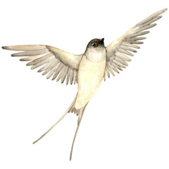 a swallow in flight