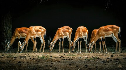 A group of four graceful gazelles graze in the shade of a tree, their brown and white coats gleaming in the dappled light.