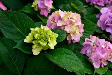 Cityline 'Vienna' Hydrangea in full bloom growing in a garden
