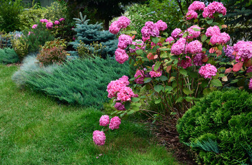 Low-Maintenance Landscaping. Hydrangea combined with conifers, decorative bushes and ornamental herbs in the garden.