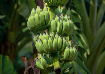 The Namwa banana trees in the garden are producing fruit. © MrPreecha