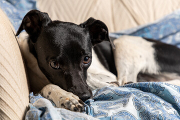 beautiful portrait of adorable Black Brazilian Terrier dog lying on a sofa