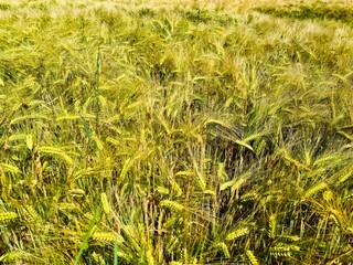 View of a ripe wheat field in sunny warmth in summer