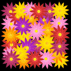 bright colorful flowers against black background