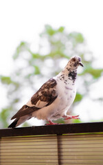 Close up photo of white and black color pigeon walking on the balcony outdoor