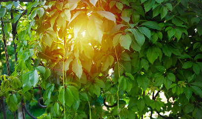 Environment ecology wallpaper of nature. Fresh green leaves in garden at summer. Natural green leaves plants.