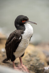 Seabirds and Fishermen in Harmony
