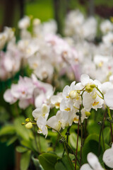 Fototapeta premium Elegant White Orchids Display