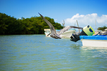 coastal seabirds pelicans flying over sandy shore island bay over moored fisherman's boats of gulf of Mexico