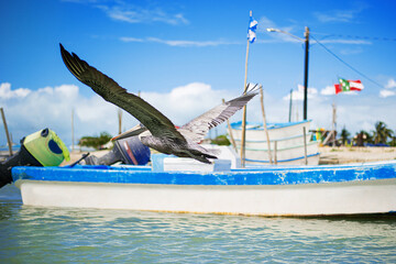 Obraz premium coastal seabirds pelicans flying over sandy shore island bay over moored fisherman's boats of gulf of Mexico