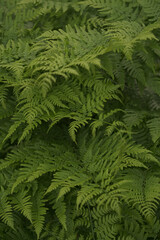 green fern leaves