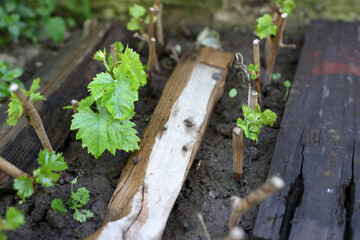 Young shoots of grapes. Growing grapes. Gardening.