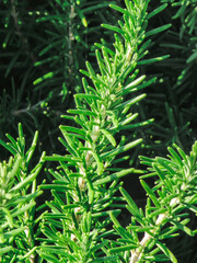Close-up fresh rosemary plant in the garden