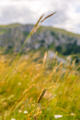 Vast tall grass, distant mountains, skies filled with fluffy clouds