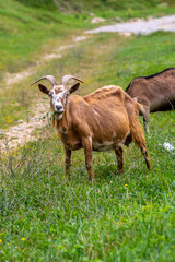 In a grassy field, there is a goat with horns standing