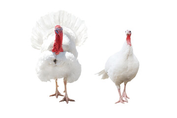 he and she turkey isolated on white