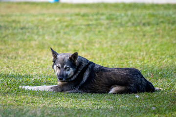 portrait of a mantiqueira shepherd resting peacefully, dog breed of Brazilian nationality