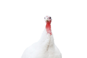 White turkey close up portrait isolated on white