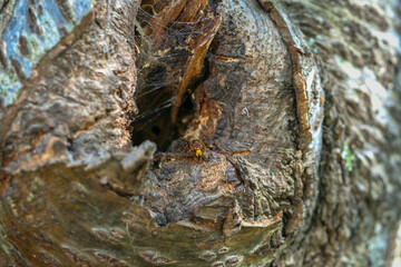 Galician Wasp in Tree Holes: Wildlife in its Natural Habitat