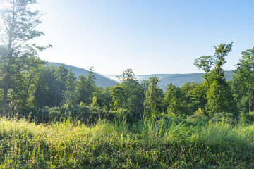 Fototapeta premium Morning sunrise woodland landscape, stunning sunrise summer vacation, inspiring natural background image