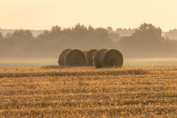 fresh bales of straw lying in a pile in the field after harvest. rural landscape in summer, idyllic countryside landscape at sunrise in the golden hour © Adam
