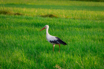 stork walking and looking for frogs on a green wet meadow in summer. wild bird.