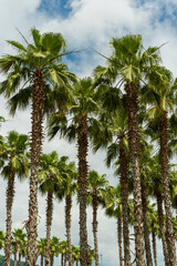 Obraz premium Huge palm trees of Washington in the park against the sky. American southern palm trees. Beautiful tropical forest, subtropical plants. Travel agency, sea holidays, nature, environmental situation