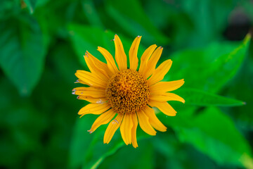 inner heliopsis of a beautiful yellow flower from the aster family. macro scale flower, flower pattern and decoration