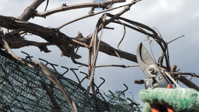 Person in green gloves trims tree branches with scissors over a fence