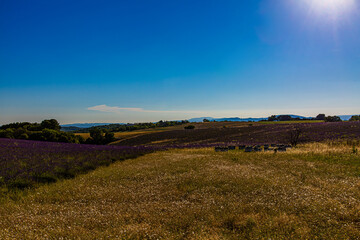 Fototapeta premium Paysage de Lavandes, Plateau de Valensole, Alpes, de Haute-Provence, France