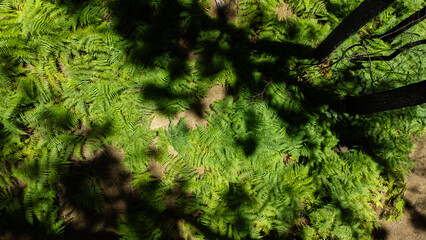A forest with a tree in the foreground and a large shadow on the ground. The shadow is dark and the forest is lush and green