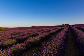 Fototapeta premium Paysage de Lavandes, Lavensole, Provence, France