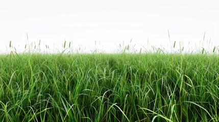 Fototapeta premium Grass field against white backdrop