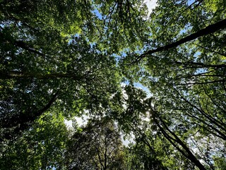 Beautiful trees with green leaves growing in park, bottom view
