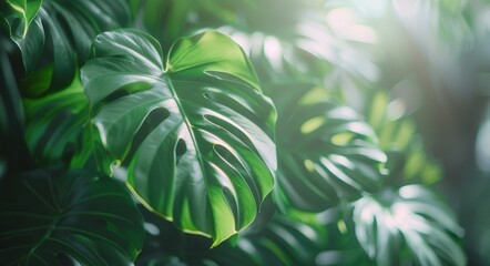 Green Monstera Deliciosa Leaves on White Background