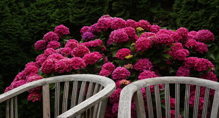 hydrangea flowers and garden chairs